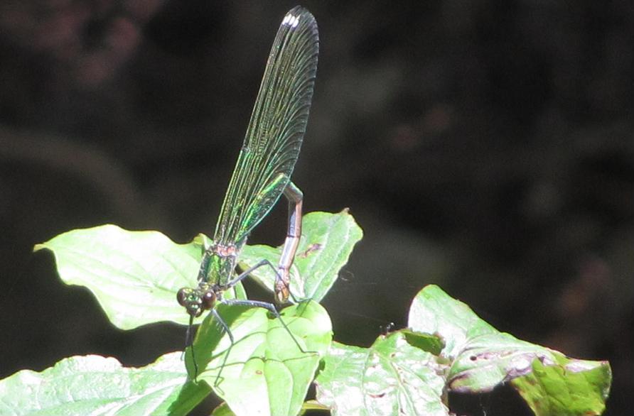 Calopteryx splendens in accoppiamento